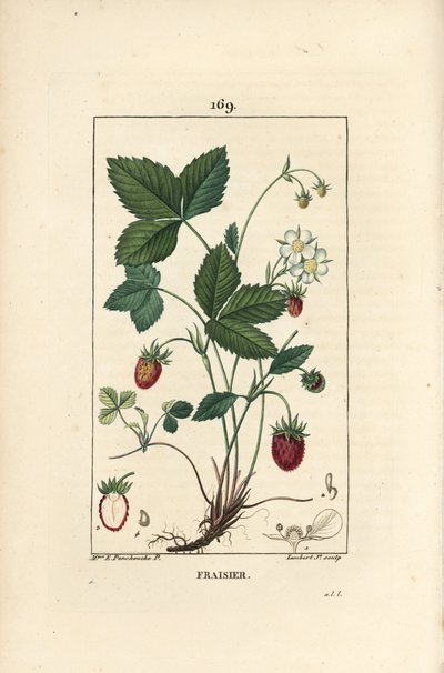 Fresa cultivada de Ernestine Panckoucke