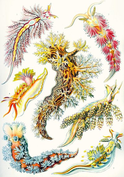 Una colección de Nudibranquios de "Kunstformen der Natur de Ernst (after) Haeckel