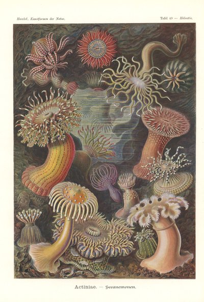 Actiniae - Sea anemone, Pl.49, de "Kunstformen der Natur", grabado por Adolf Giltsch, publicado en 1904 (litografía en color) de Ernst (after) Haeckel