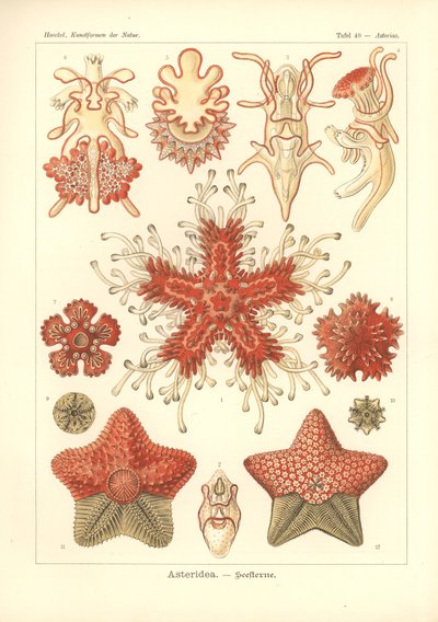 Asteridea - Sea Star, Pl.40. de "Kunstformen der Natur", grabado por Adolf Giltsch, publicado en 1904 (litografía en color) de Ernst (after) Haeckel