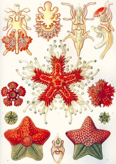 Asteridea "Formas artísticas de la naturaleza de Ernst (after) Haeckel