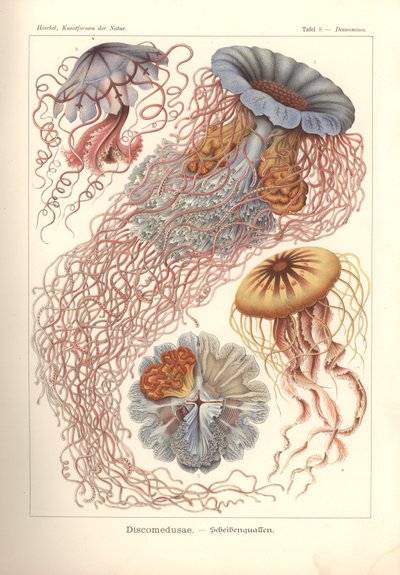 Discomedusae - Scheibenquallen, Pl. 8 de "Kunstformen der Natur", grabado por Adolf Giltsch, publicado en 1904 (litografía en color) de Ernst (after) Haeckel