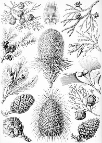 Ejemplos de coníferas de "Kunstformen der Natur de Ernst (after) Haeckel