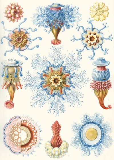Ejemplos de sifonóforos de "Kunstformen der Natur de Ernst (after) Haeckel