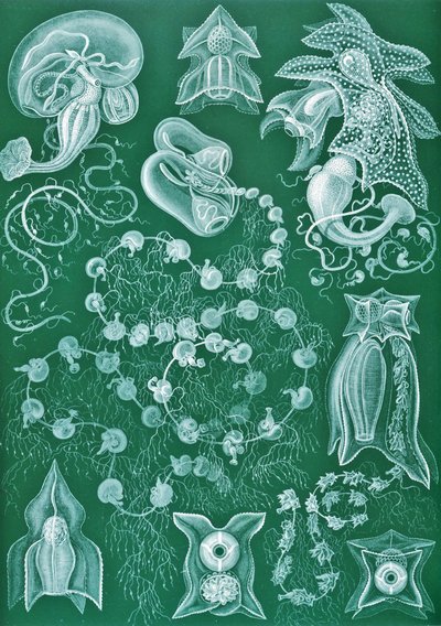 Ejemplos de sifonóforos de "Kunstformen der Natur de Ernst (after) Haeckel