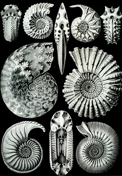 Ilustración de Ammonitida de "Kunstformen der Natur" 1904 (litografía) de Ernst (after) Haeckel
