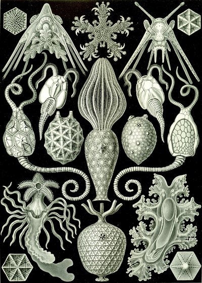 Ilustración de Amphoridea de "Kunstformen der Natur" 1904 (litografía) de Ernst (after) Haeckel