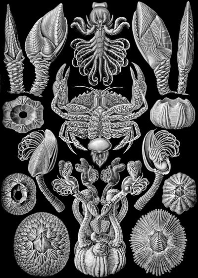 Ilustración de Cirripedia de "Kunstformen der Natur" 1904 (litografía) de Ernst (after) Haeckel