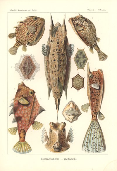 Ostracion - teleósteos, Pl.42 de "Kunstformen der Natur", grabado por Adolf Giltsch, publicado en 1904 (litografía en color) de Ernst (after) Haeckel