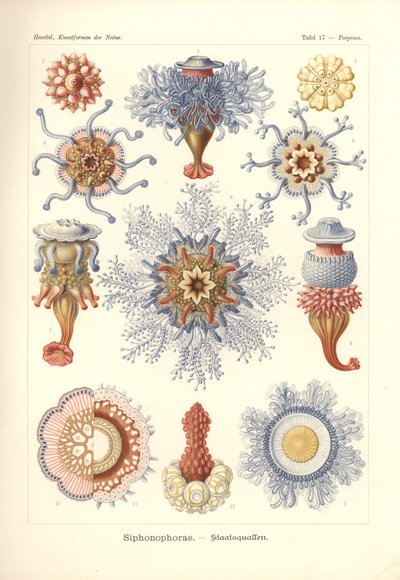 Siphonophorae - Jelly Fish, de "Kunstformen der Natur", grabado por Adolf Giltsch, publicado en 1904 (litografía en color) de Ernst (after) Haeckel