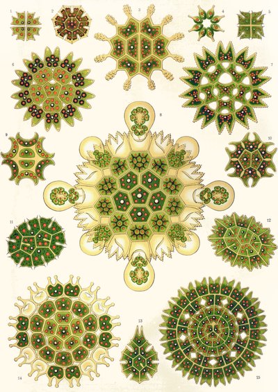 Variedades de Pediastrum de 