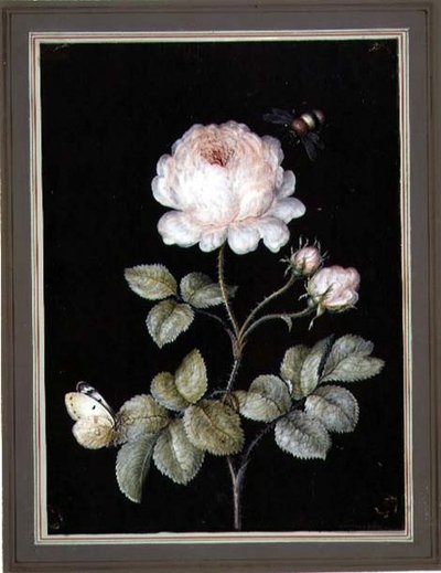 Rosa con abejorro y mariposa de Ernst Friedrich Carl Lang