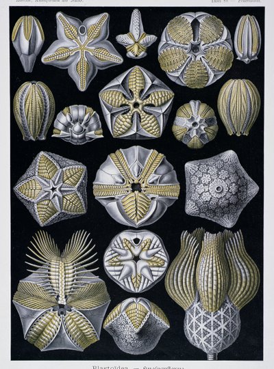 Blastoidea, lámina de Artforms of Nature, c.1899-1904 (grabado en color) de Ernst Haeckel