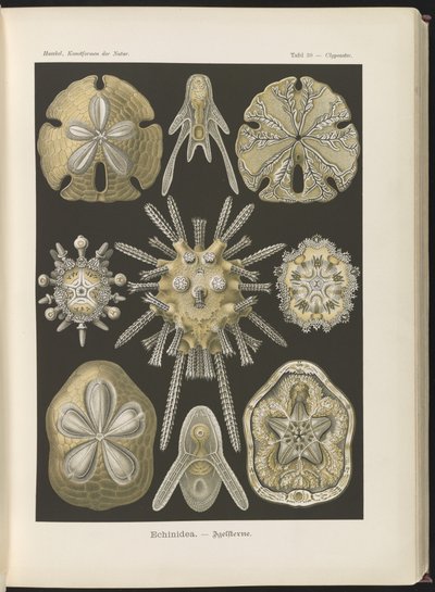 Echinidea: erizos y dólares de mar de Ernst Haeckel