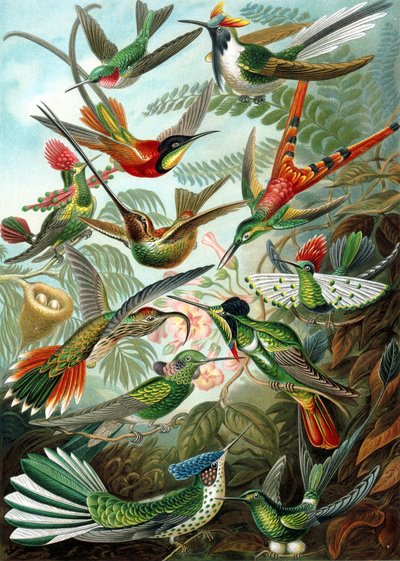 Ejemplo de la familia Trochilidae, "Kunstformen der Natur". de Ernst Haeckel