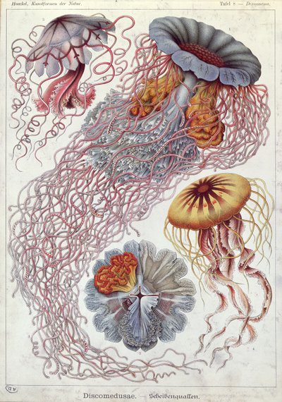 Medusa, de "Kunstformen der Natur" (Formas artísticas de la naturaleza) de Ernst Haeckel