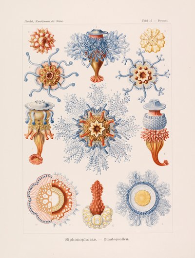 Formas de arte en la naturaleza, 1899-1903 de Ernst Haeckel