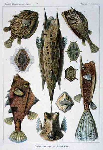 Ostraciontes, placa de Artforms of Nature de Ernst Haeckel