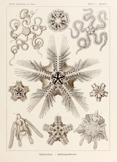 Lámina 10 Ophiothrix Ophiodea de "Kunstformen der Natur" (Formas de arte en la naturaleza) ilustrada por Ernst Haeckel (1834-1919) de Ernst Haeckel