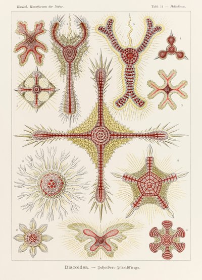 Lámina 11 Heliodiscus Discoidea de "Kunstformen der Natur" (Formas de arte en la naturaleza) ilustrada por Ernst Haeckel (1834-1919) de Ernst Haeckel