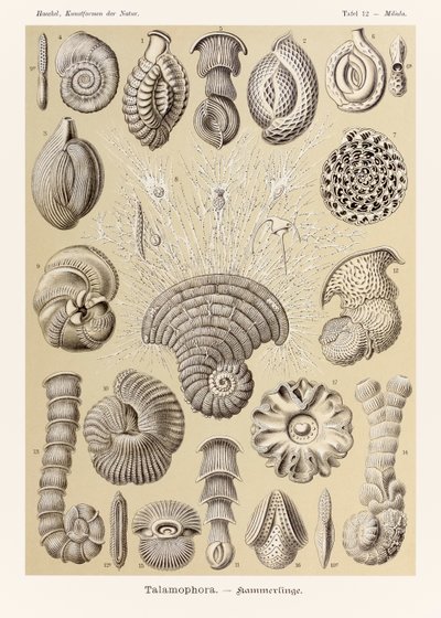 Lámina 12 Miliola Talamophora de "Kunstformen der Natur" (Formas de arte en la naturaleza) ilustrada por Ernst Haeckel (1834-1919) de Ernst Haeckel