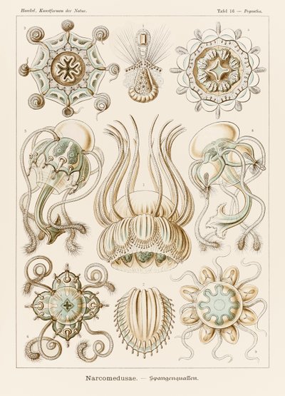 Lámina 16 Pegantha Narcomedusae de "Kunstformen der Natur" (Formas de arte en la naturaleza) ilustrada por Ernst Haeckel (1834-1919) de Ernst Haeckel