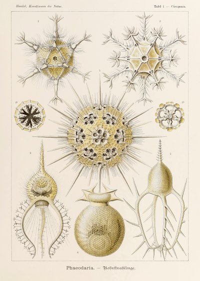 Lámina 1 Circogonia Phaeodaria de "Kunstformen der Natur" (Formas de arte en la naturaleza) ilustrada por Ernst Haeckel (1834-1919) de Ernst Haeckel