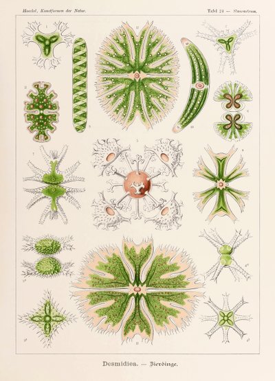 Lámina 24 Staurastrum Desmidiea de "Kunstformen der Natur" (Formas de arte en la naturaleza) ilustrada por Ernst Haeckel (1834-1919) de Ernst Haeckel