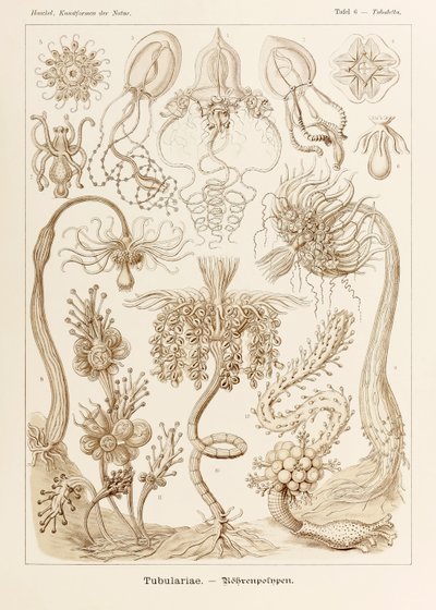 Lámina 6 Tubuletta Tubulariae de "Kunstformen der Natur" (Formas de arte en la naturaleza) ilustrada por Ernst Haeckel (1834-1919) de Ernst Haeckel