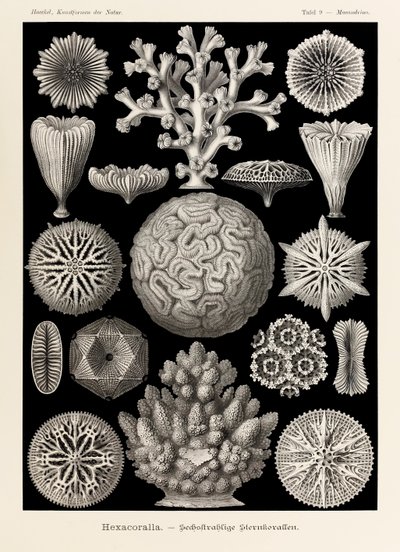 Lámina 9 Maeandrina Hexacoralla de "Kunstformen der Natur" (Formas de arte en la naturaleza) ilustrada por Ernst Haeckel (1834-1919) de Ernst Haeckel
