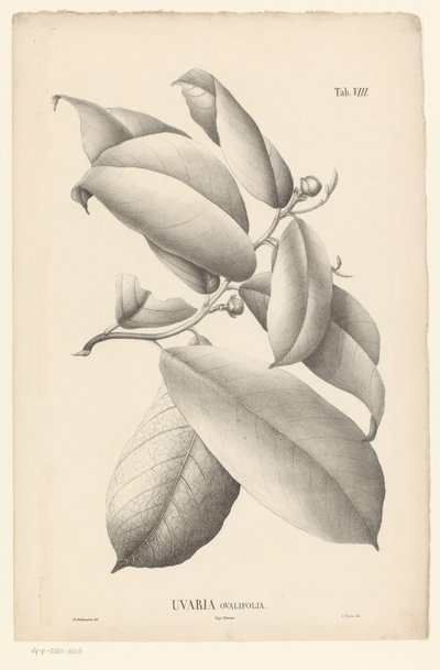 Rama con hojas y capullos Uvaria Ovalifolia (título sobre el objeto) de Ernst Philipp Sixtus