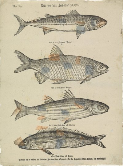 Estos son cuatro hermosos peces (título en el objeto) de Erven de Weduwe Jacobus van Egmont