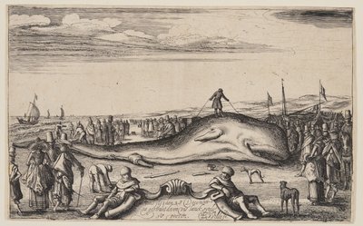 Cachalote varado en Noordwijk de Esaias van den Velde I