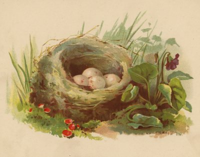 Nido de pájaros (cromolito) de Ethel C. Nisbet