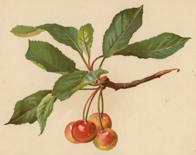 Cerezas (cromolito) de Ethel C. Nisbet