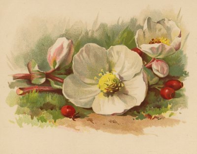Rosa de Navidad y bayas (cromolito) de Ethel C. Nisbet