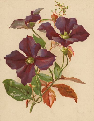 Clemátide y enredadera de Virginia (chromolitho) de Ethel C. Nisbet