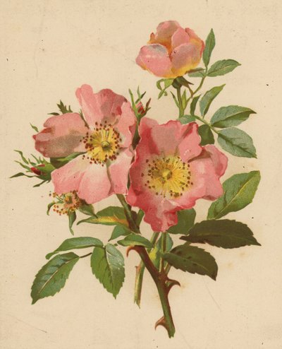 Rosas de perro (cromolito) de Ethel C. Nisbet
