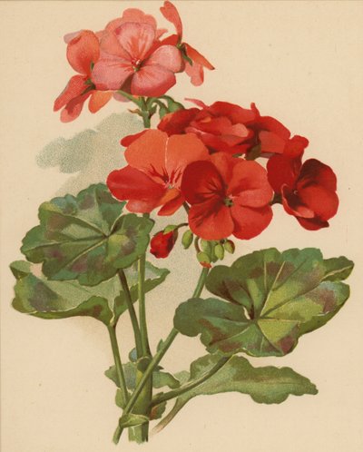 Geranio (cromolito) de Ethel C. Nisbet