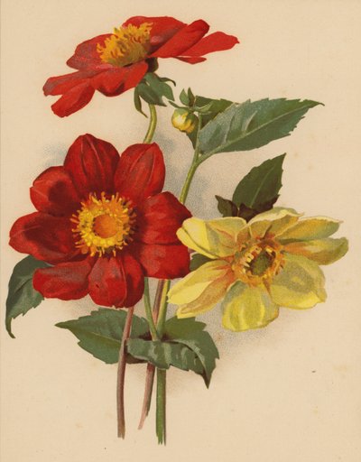 Dalias individuales (cromolito) de Ethel C. Nisbet