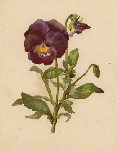 El Pensamiento (chromolitho) de Ethel C. Nisbet
