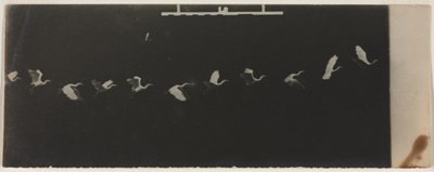 Cronofotografía de una garza voladora de Etienne Jules Marey