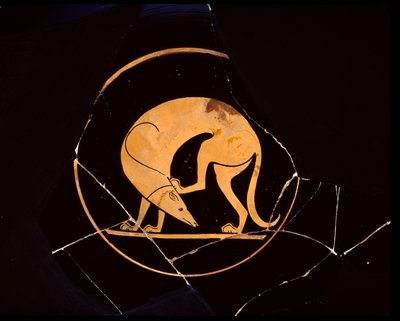 Copa Ática de Figura Roja de Perro Rascándose la Oreja con una Pata Trasera, dentro del Tondo, siglo V a.C. de Euergides painter
