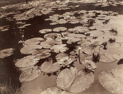 Nenúfares (Bagatelle) de Eugène Atget