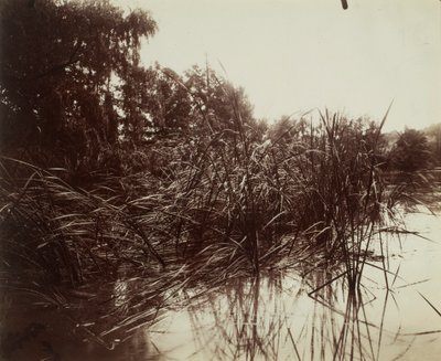 Roseaux, estanque de Plessis-Piquet de Eugène Atget