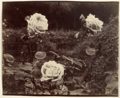 Rosas de Eugène Atget