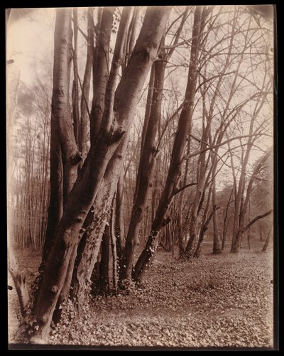  de Eugène Atget