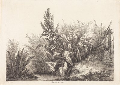 Romaza acuática, estudio de Eugene Bléry