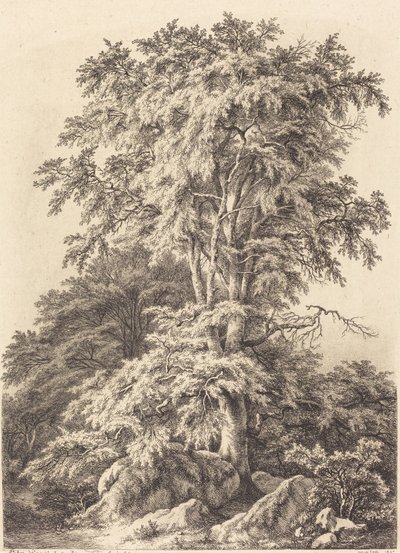 Bosque de hayas de Eugene Bléry