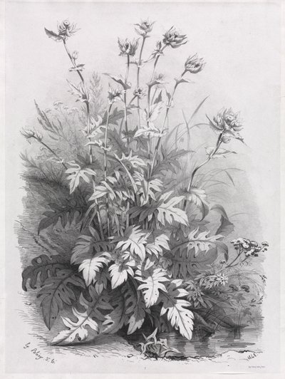 Groups of Various Plants Drawn After Nature:  No. 7 de Eugene Bléry